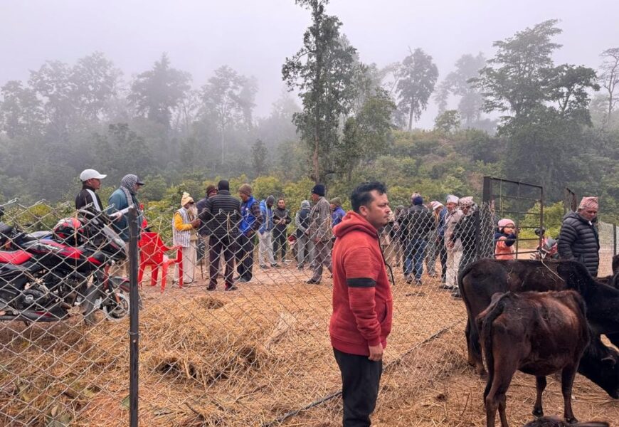 छाडा पशुचौपाय ब्यवस्थापन गर्ने कामलाइ नेपाली कांग्रेस पञ्चपुरीले सहयोग गर्दै